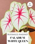 CALADIUM WHITE QUEEN | 1 BULBO