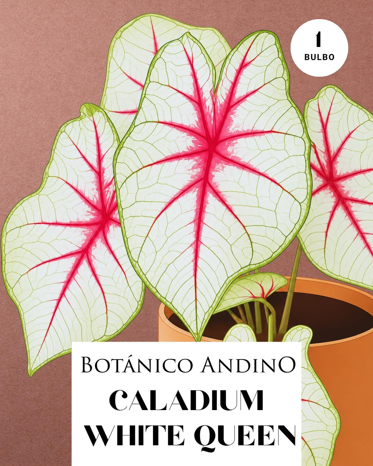 CALADIUM WHITE QUEEN | 1 BULBO