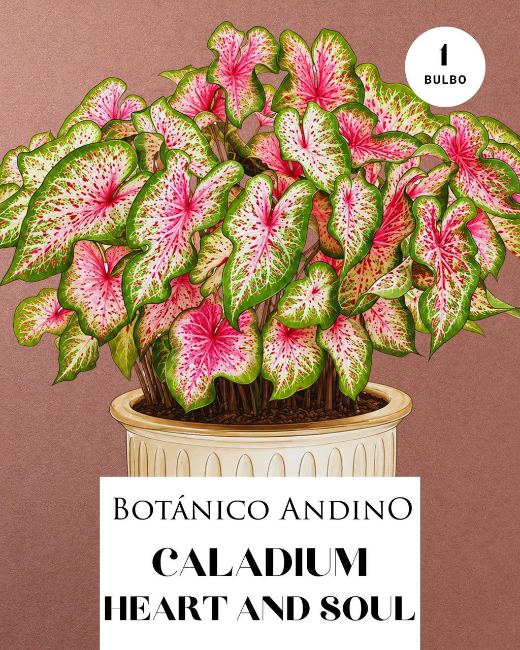 CALADIUM HEART AND SOUL | 1 BULBO