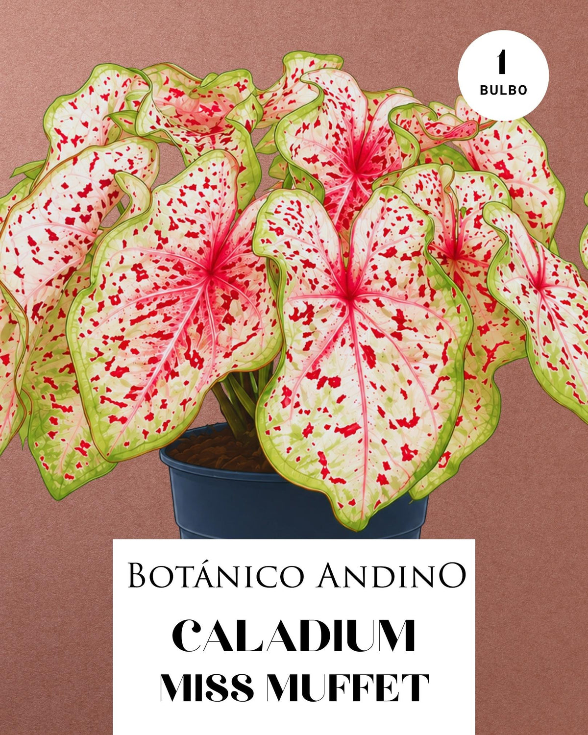CALADIUM MISS MUFFET | 1 BULBO