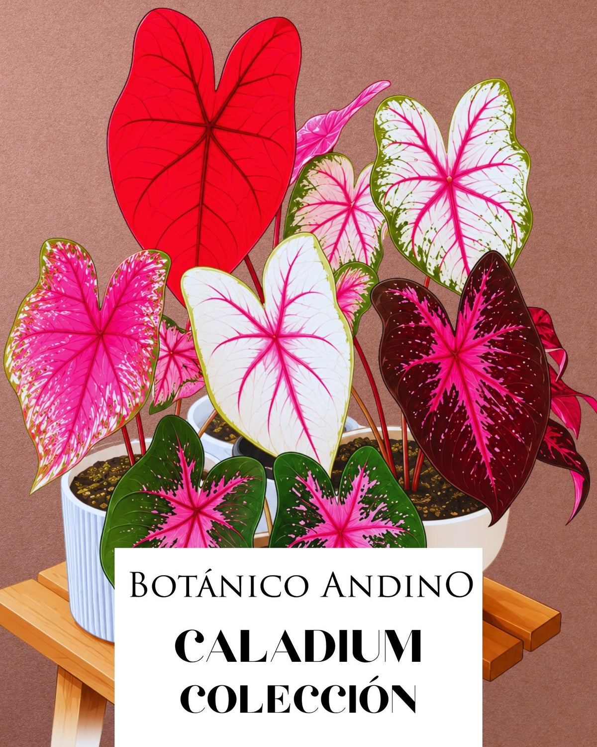 CALADIUM POSTMAN JOYNER | 1 BULBO