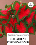 CALADIUM POSTMAN JOYNER | 1 BULBO