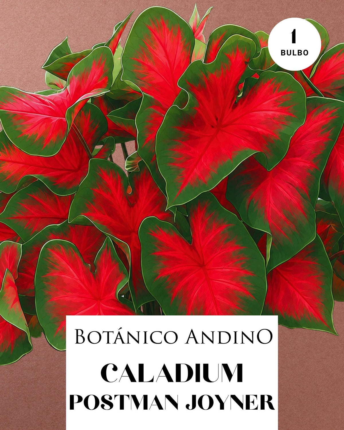 CALADIUM POSTMAN JOYNER | 1 BULBO