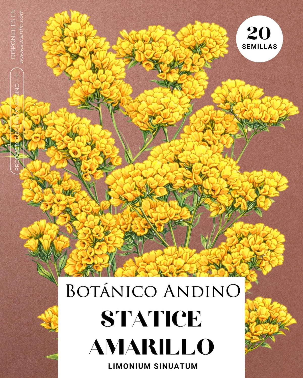 Statice amarilla