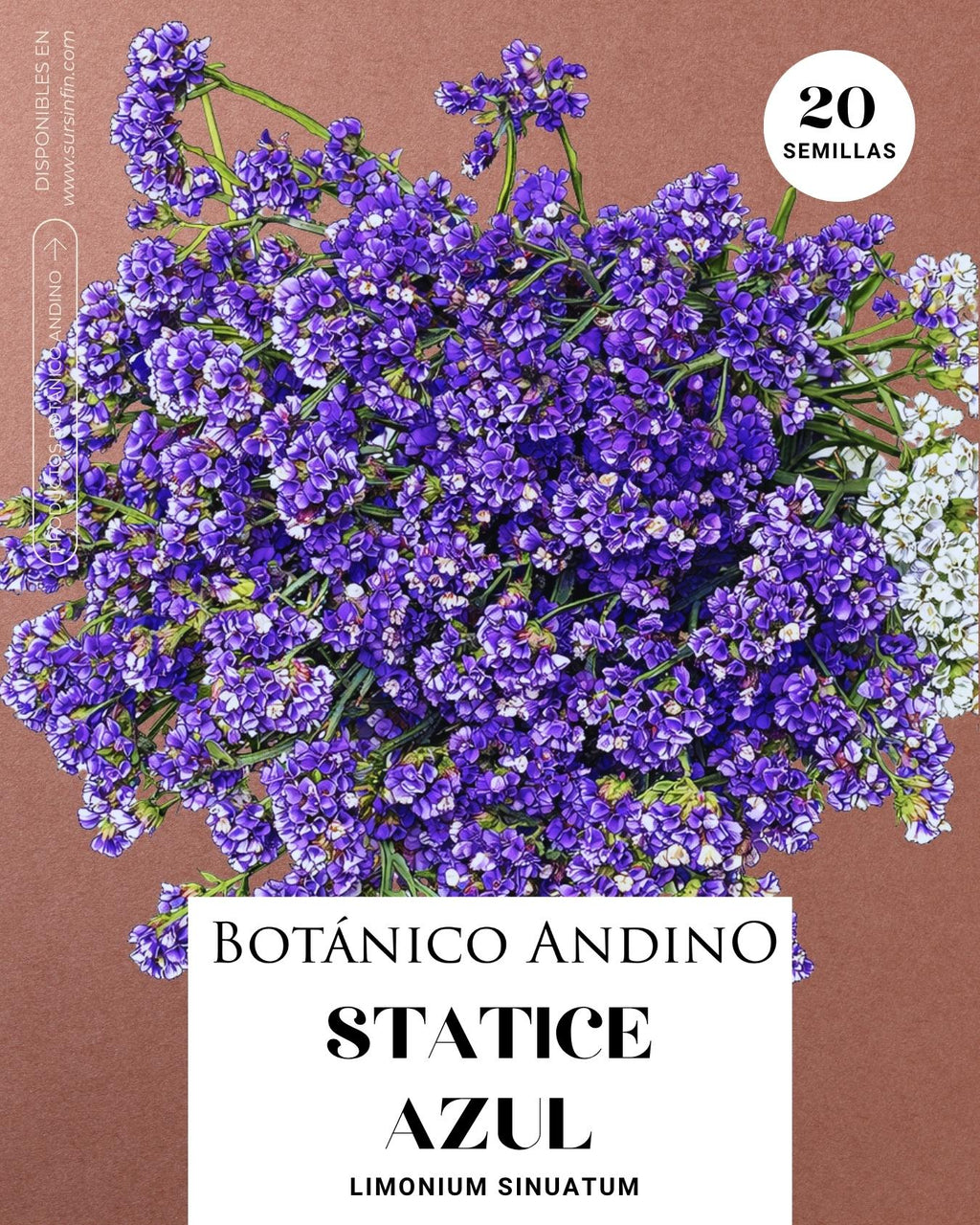 Statice azul