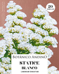 Statice blanca
