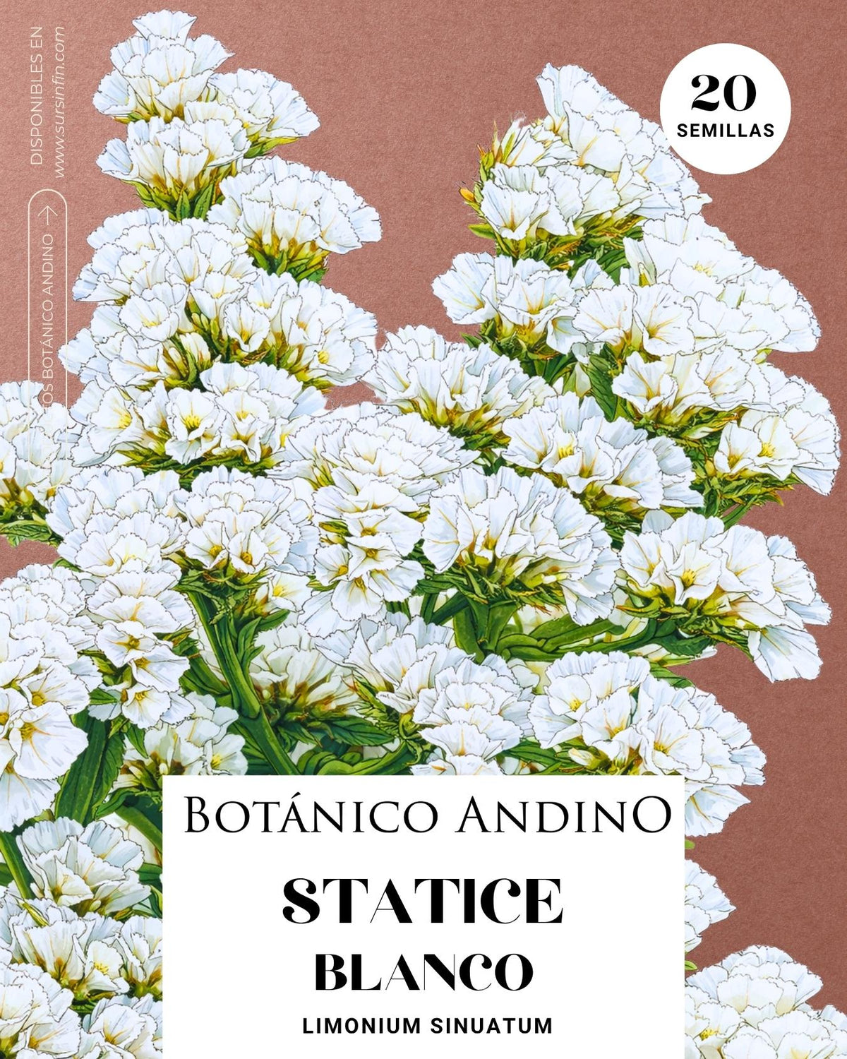 Statice blanca