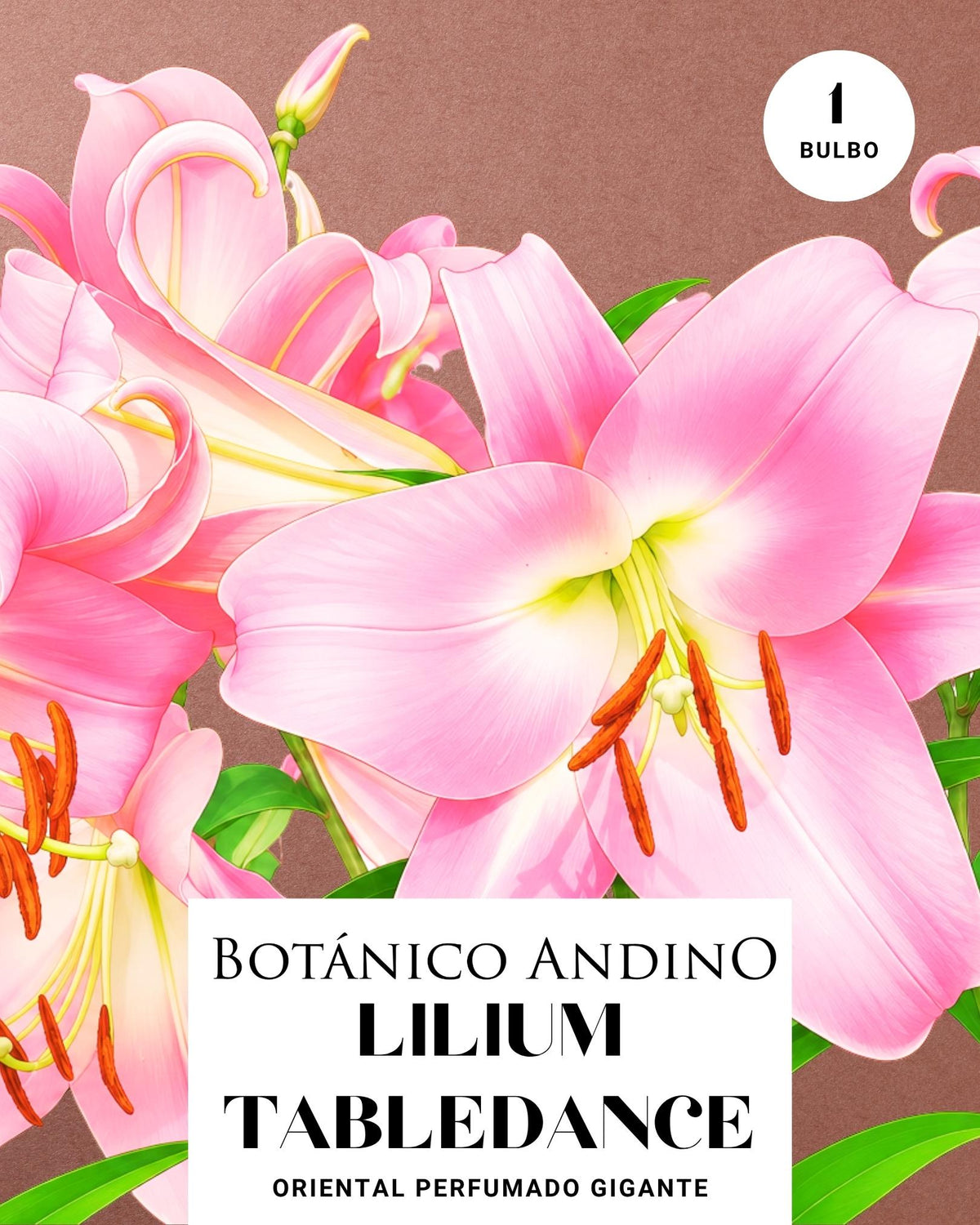 LILIUM ORIENTAL | TABLEDANCE (1 Bulbo)
