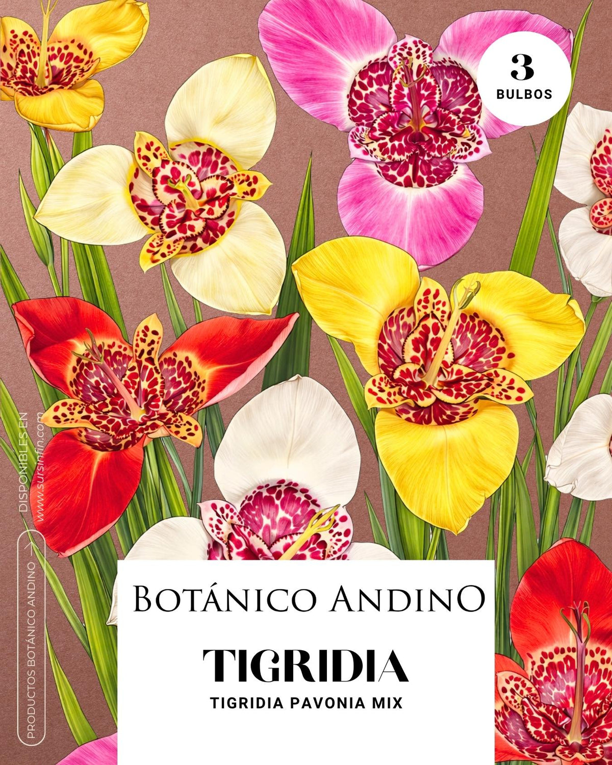 Tigridia pavonia (3 bulbos por pack)