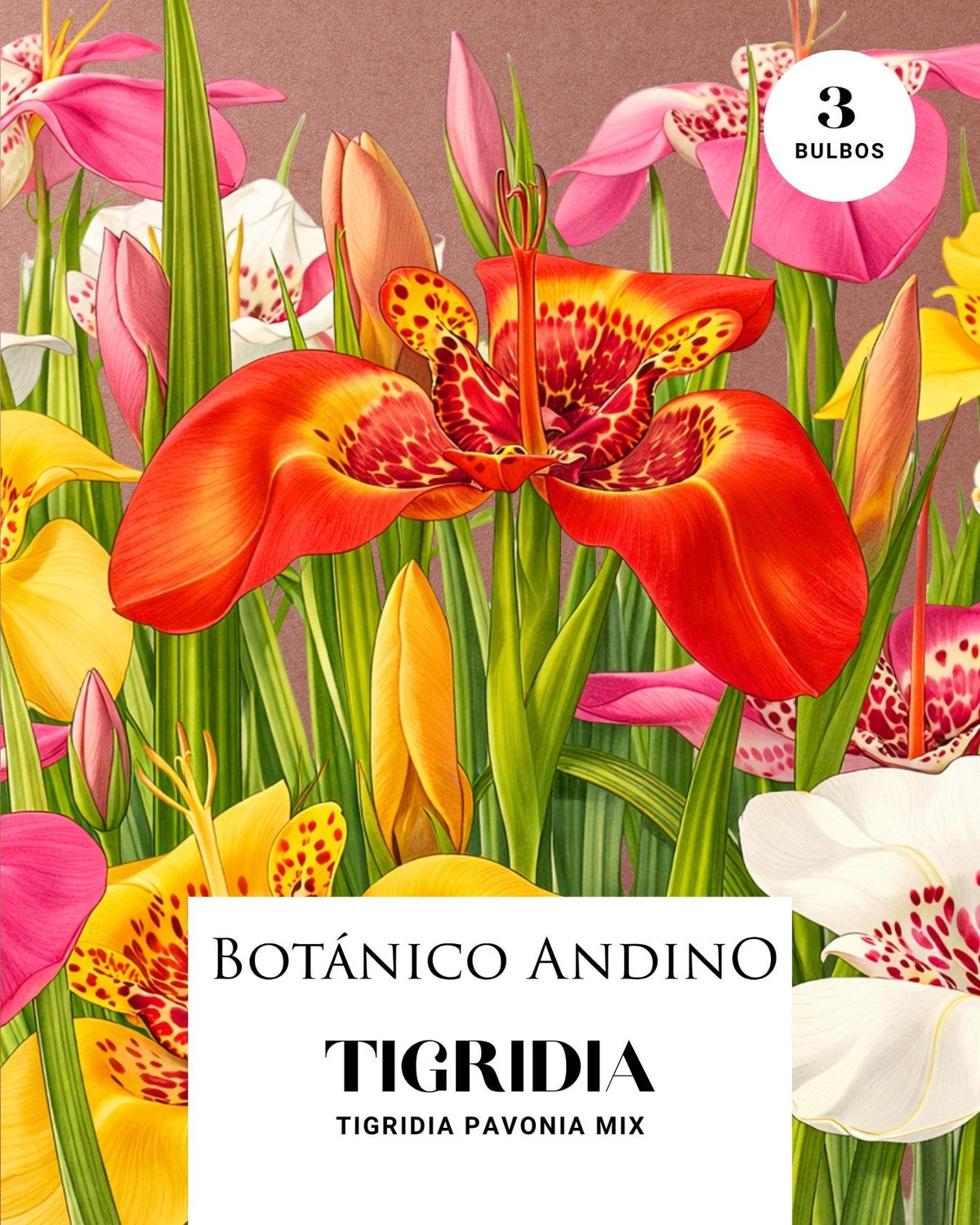 Tigridia pavonia (3 bulbos por pack)