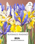 Iris hollandica rainbow mix (x 4 Bulbos)