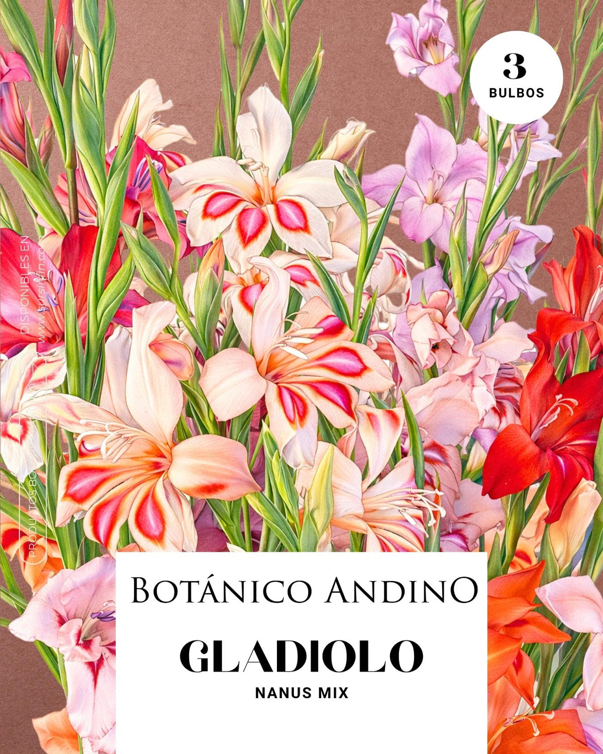 Gladiolo nanus mix (3 bulbos por pack)