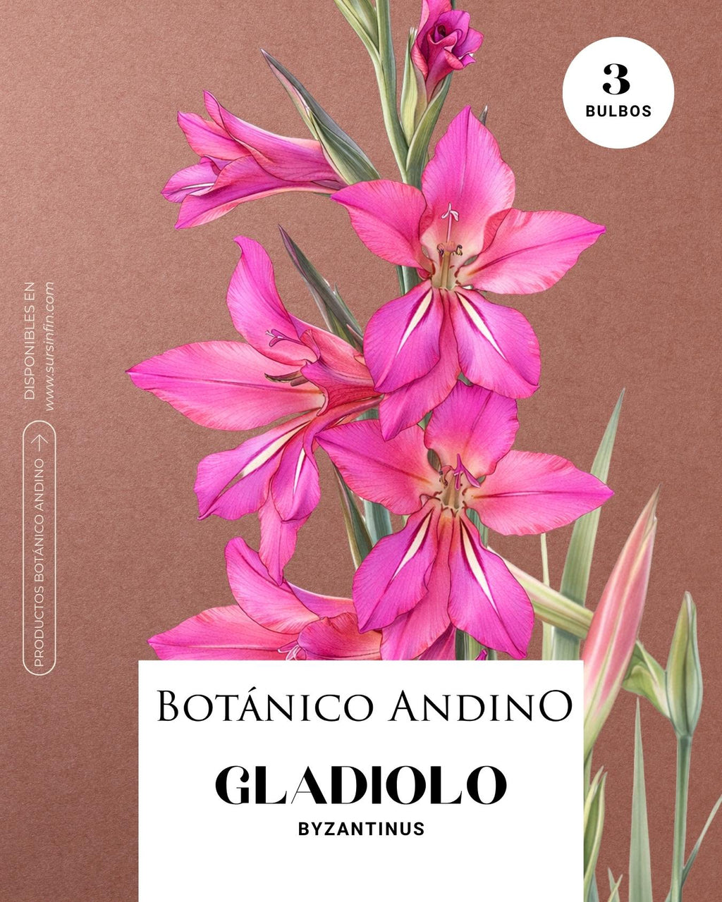 Gladiolo byzantinus (3 bulbos por pack)