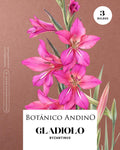 Gladiolo byzantinus (3 bulbos por pack)