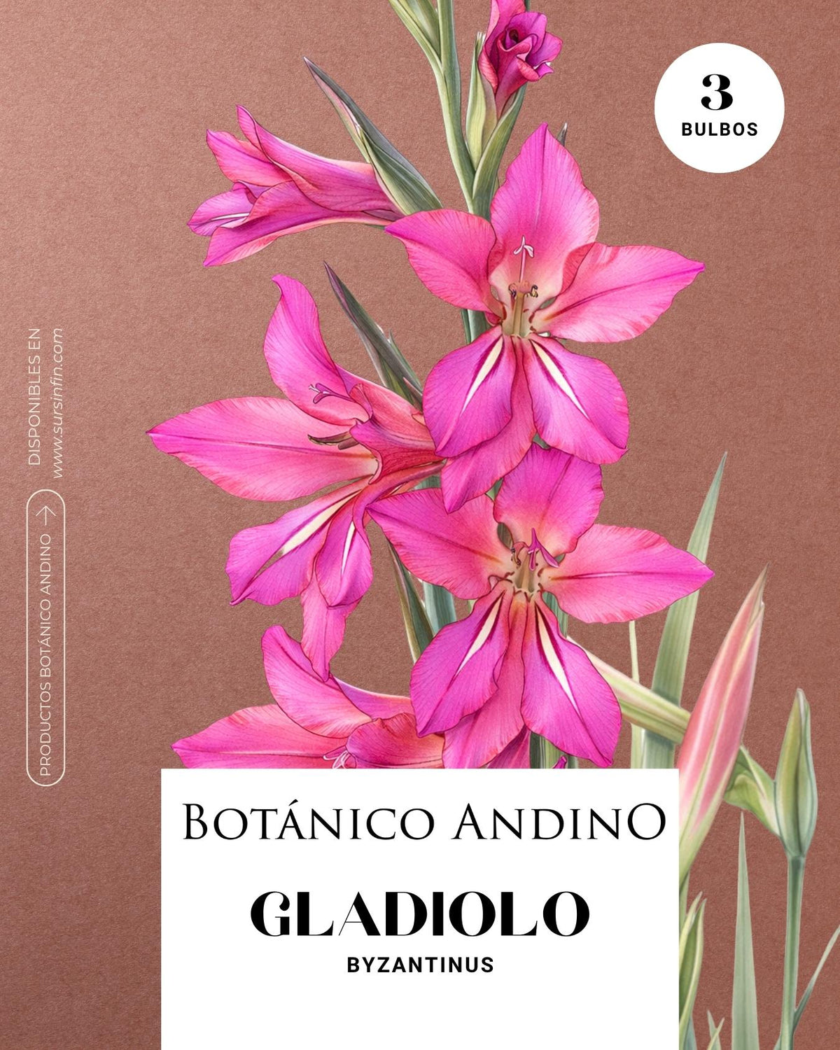 Gladiolo byzantinus (3 bulbos por pack)