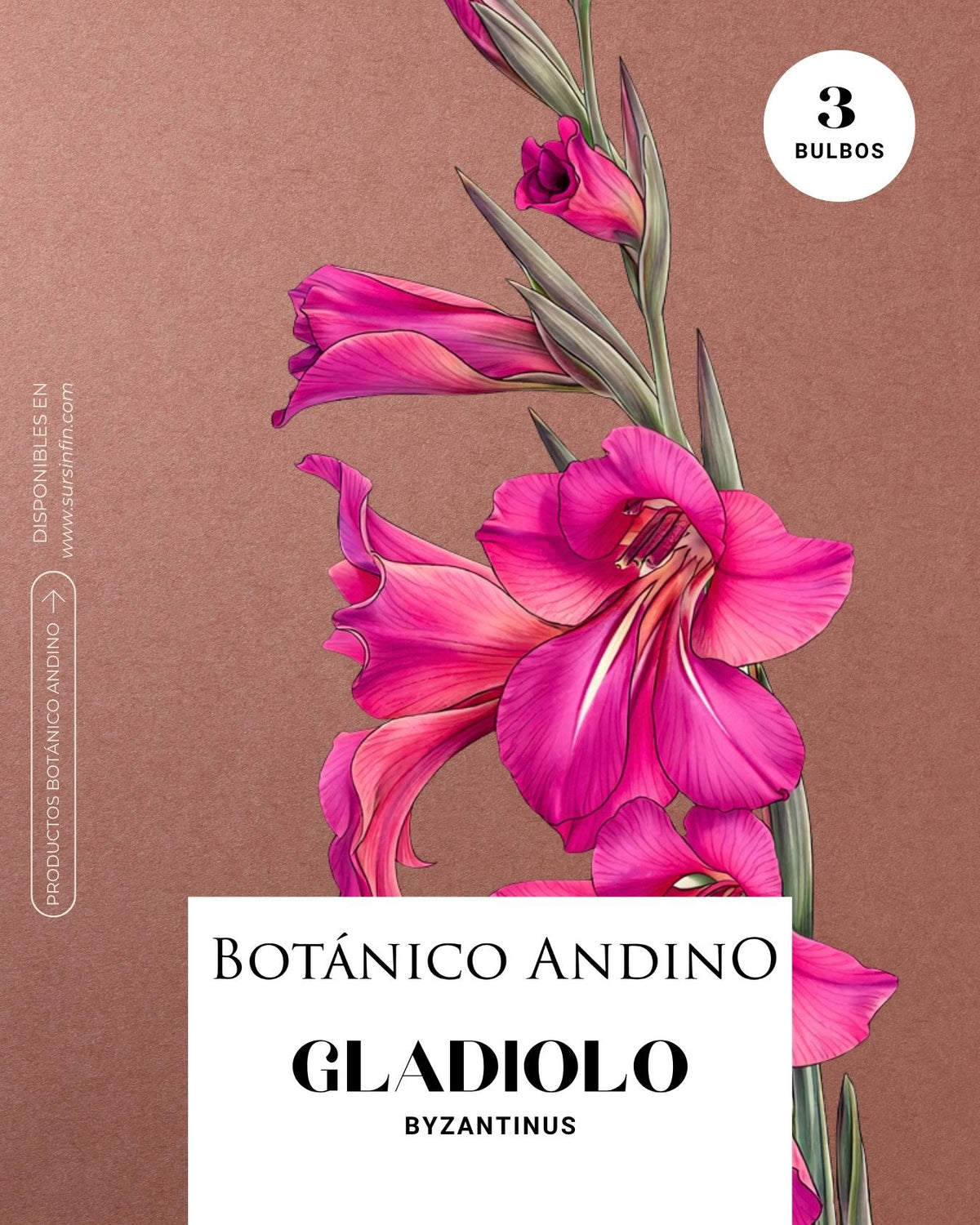 Gladiolo byzantinus (3 bulbos por pack)