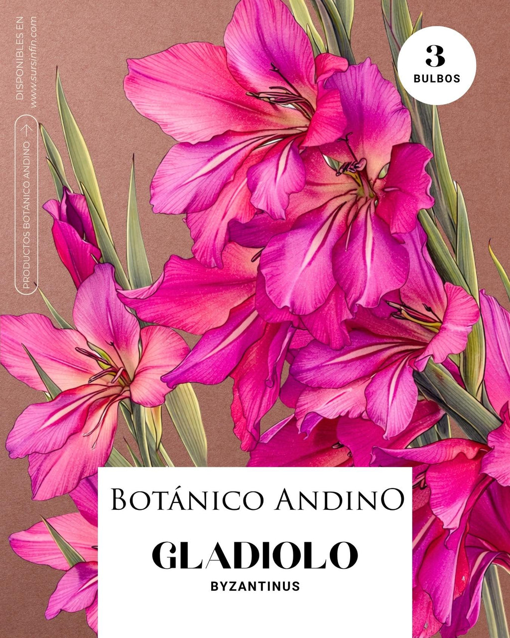 Gladiolo byzantinus (3 bulbos por pack)