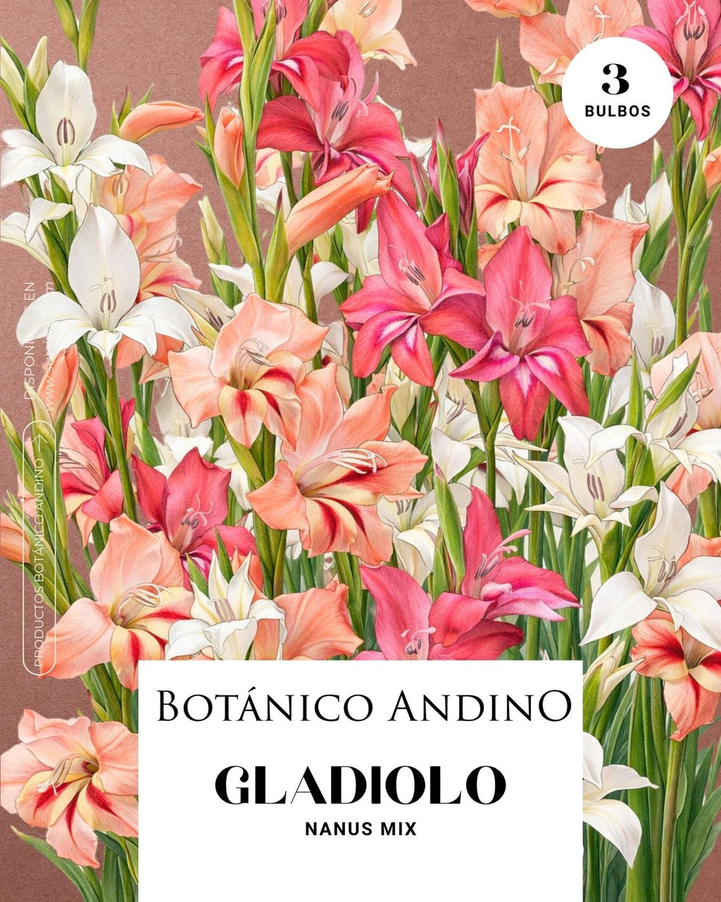 Gladiolo nanus mix (3 bulbos por pack)