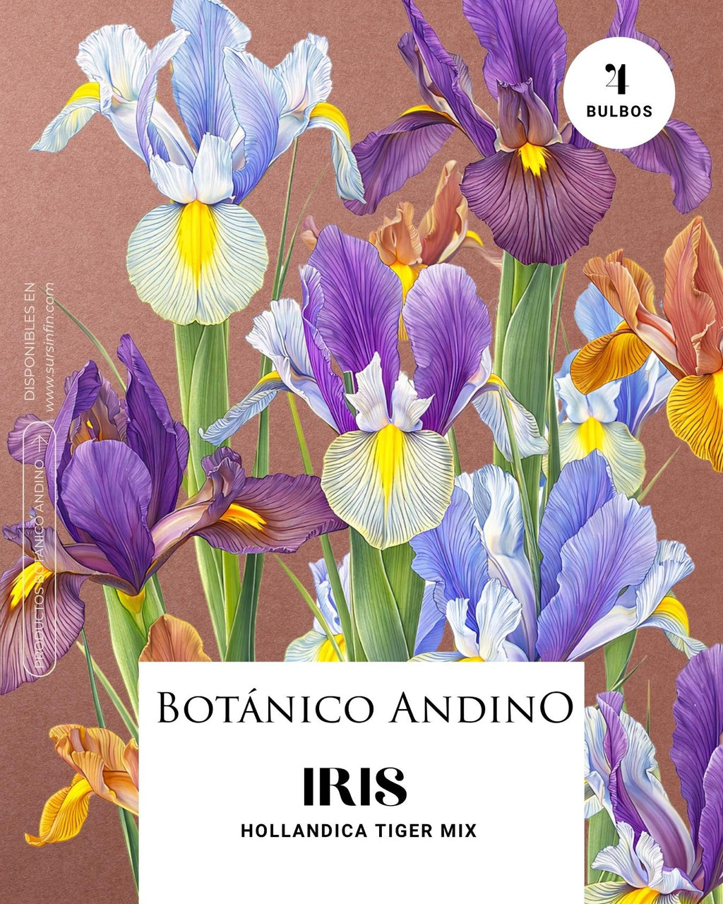 Iris hollandica tiger mix (x 4 Bulbos)