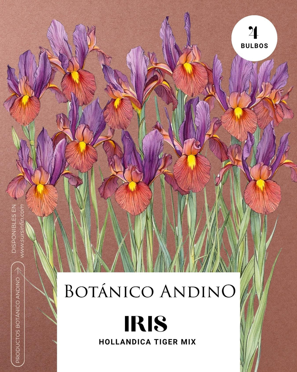 Iris hollandica tiger mix (x 4 Bulbos)