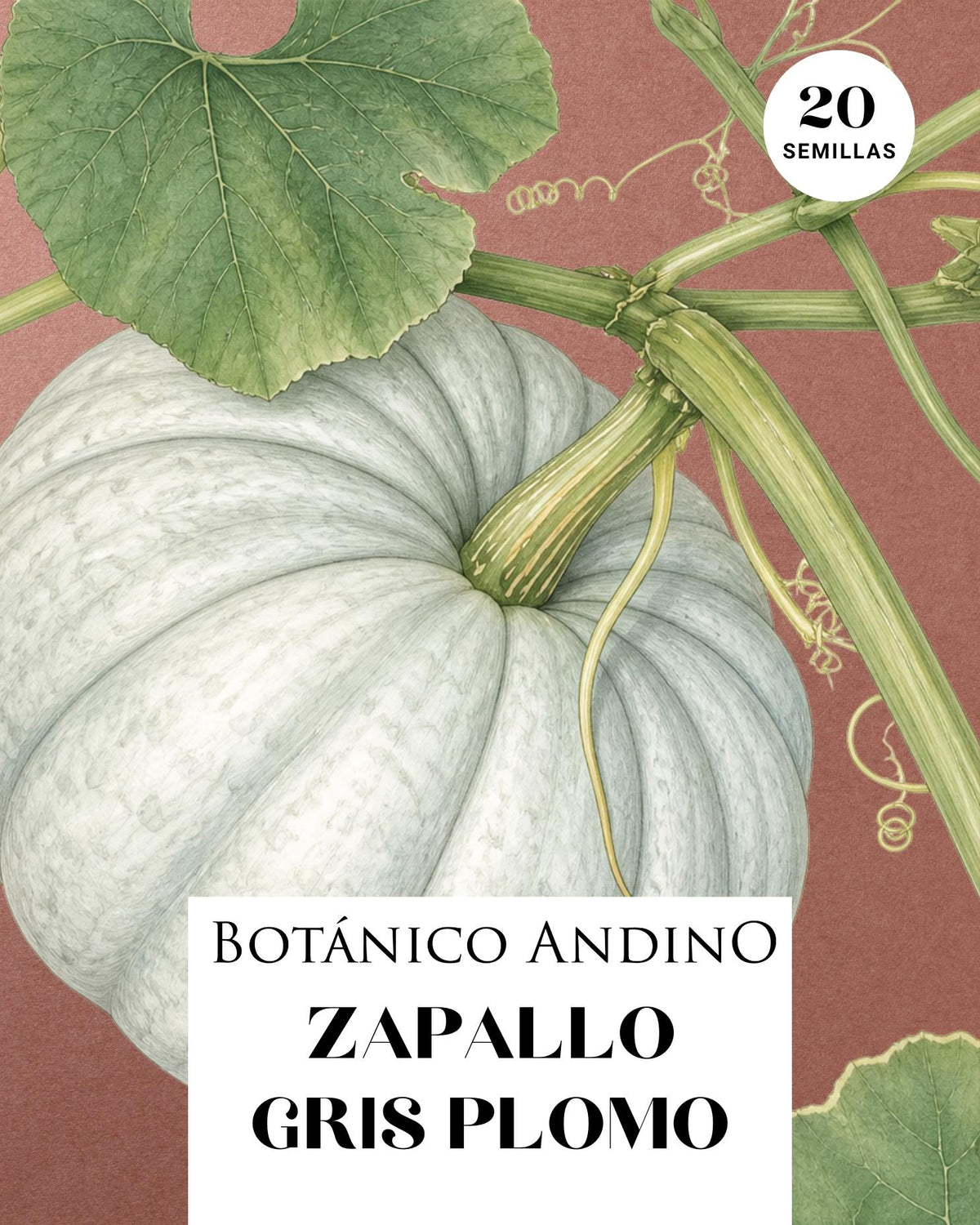 Zapallo gris plomo