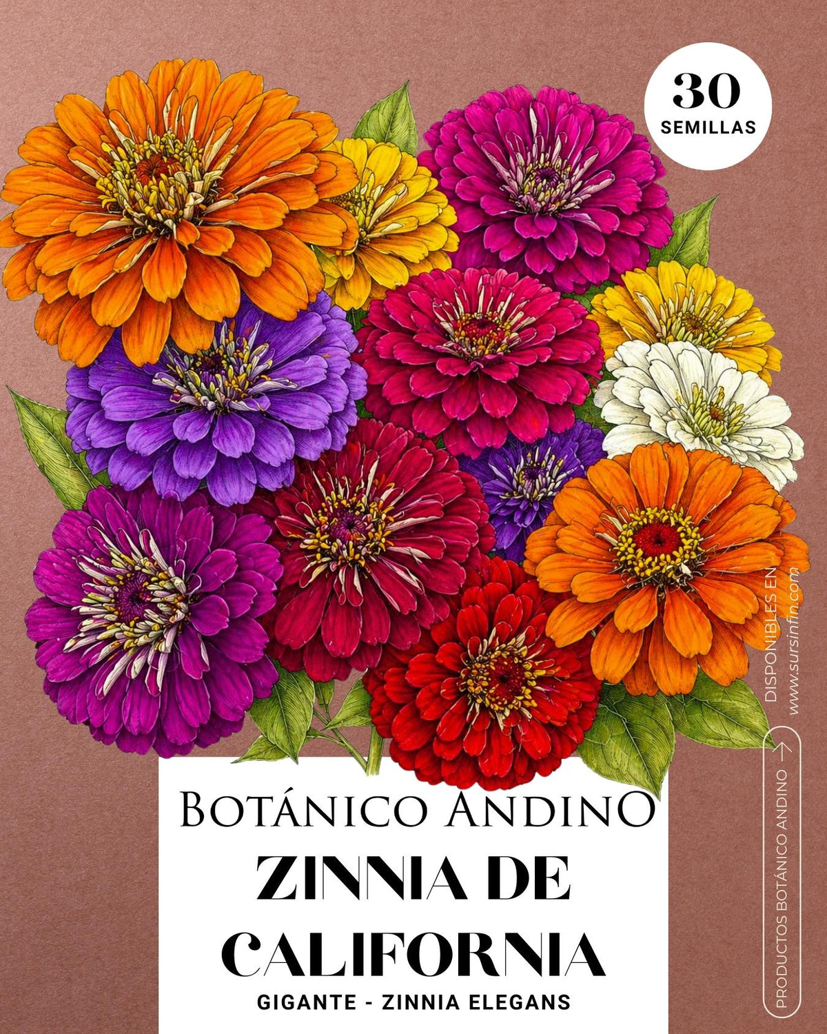 Zinnia gigante de california